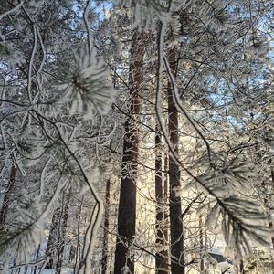 like the trees in the cold