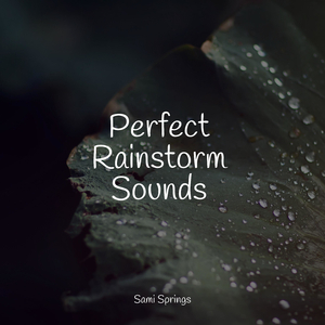 Rain, Vegetation, Wood, Heavy Wind