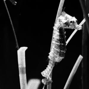 Luna, no sé cómo olvidarte