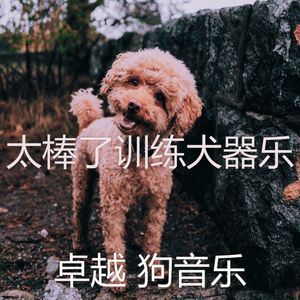 精彩睡狗环境