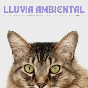 Goteos De Canaletas De Lluvia