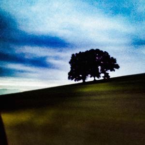 The Trees Made of Glass