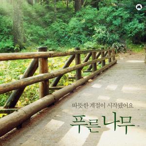 따뜻한 나무 그림자