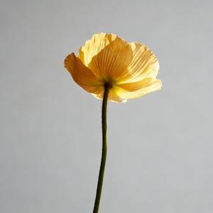 不跪的花 (Cover 央金拉姆)
