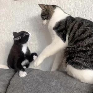 Mister Bean (Folge 4)