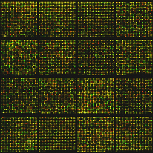 Chromosome 8