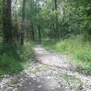 Permission to Dream (demo)