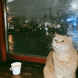 最後のカフェ (Saigo no Café)