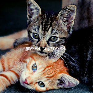 Dashing Ambiance for Rome Espresso Bars