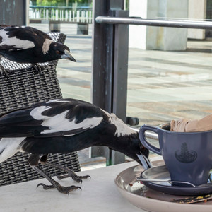 烏天狗のつまみ食い