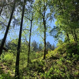 Inside (feat. tenekami)