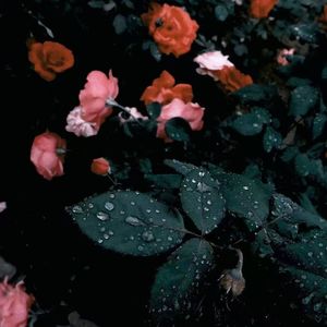 月光下的静谧梦乡