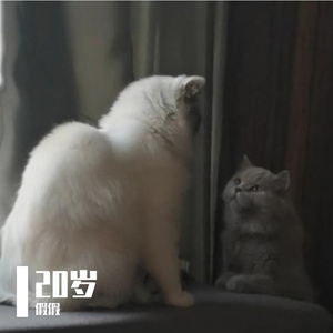 疯子（翻自 邢晗铭）