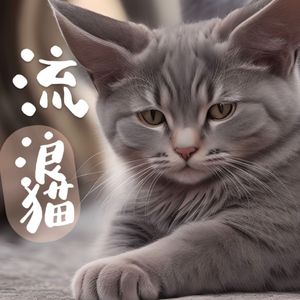 流浪猫