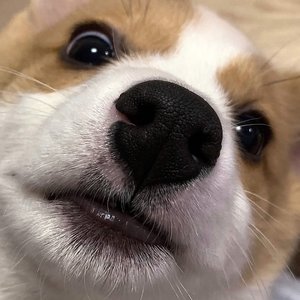 就要做挑战（cover小潮Team）