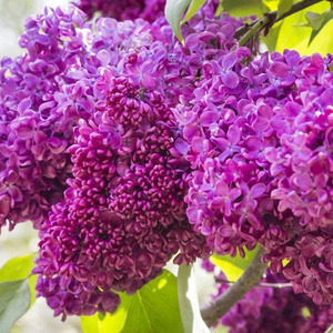 SYRINGA