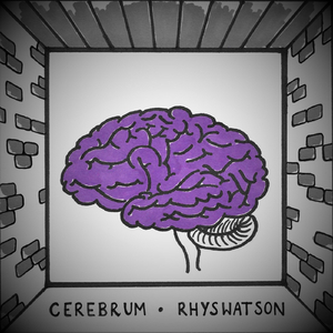 Cerebrum