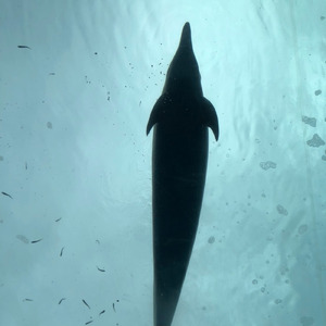 まどろみに咲く