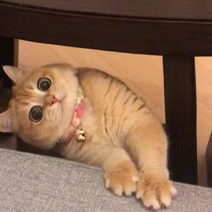 九九八十一柔情版