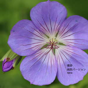 傷跡 (病院バージョン)