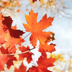 ハナズオウの薫り （紫荆之香）