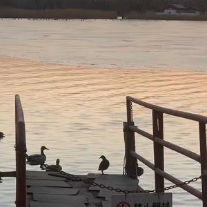 如果爱忘了（热门翻唱）