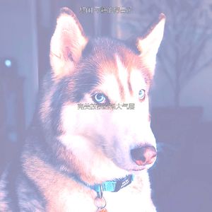 抚慰的小狗回忆