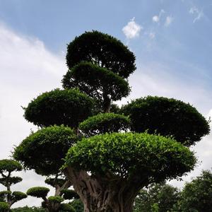 暗红色官方 (3)