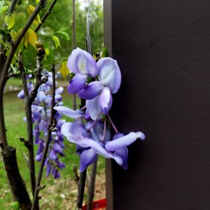 会不会( cover刘大壮)