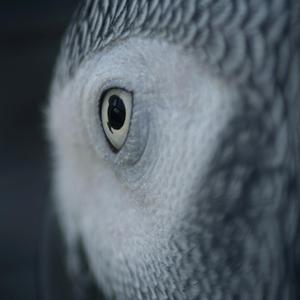 Birds Eye View