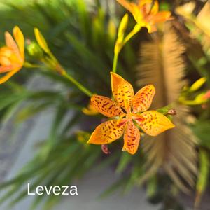 Leveza