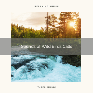 Clear Brook Noises for Extreme Sleep