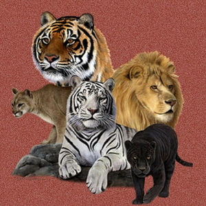 Big Cat Talk - Roar Purr Meow