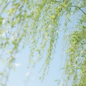 梦回故里似水间