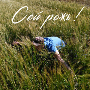 Сей рожь