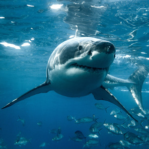 Maré anti depressiva