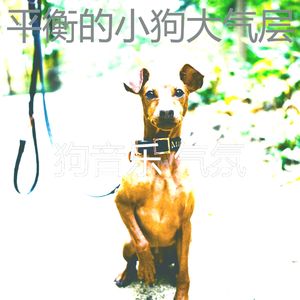 精彩训练犬环境