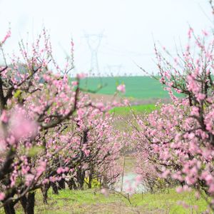 春风吹过来