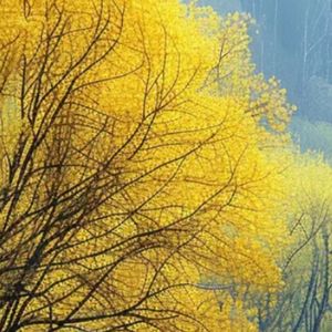 青鸟飞鱼-此生不换（小噫 remix）