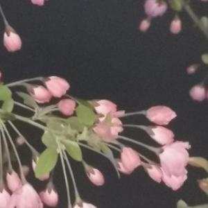 南海姑娘（翻自 邓丽君）