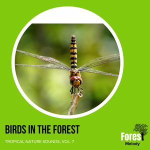 Fiesty Acassia Pied Barnet