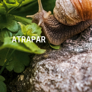 Atrapar