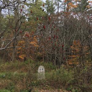 Ghost Demo