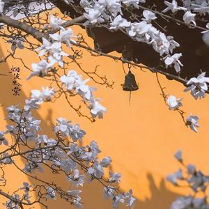 正皇旗组合-578963D3A9F8D4E582B2AD28F9BD41E81665148801588（林小宇 remix）