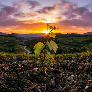 крепкие вина