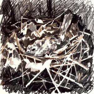 nest
