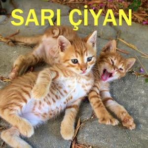 Sarı Sarı Ciyan