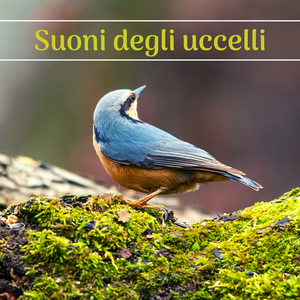 Piccoli volatili