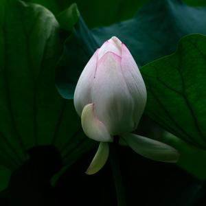 屠龙少年
