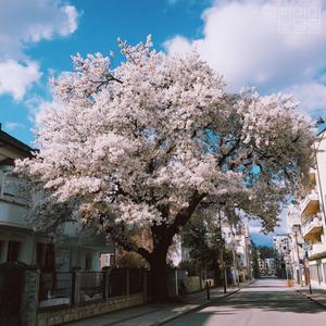 우리만의 봄날을